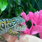 Tim Marks & Hillary Carrigan - @timmarksreptiles - Instagram