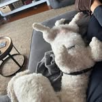 Timothy Mclennan - @timrdmclennan - Instagram