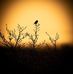 Mẹ Tim - Facebook