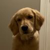 Timmy Meissner - @bennythegolden3 - TikTok