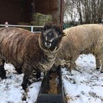 Tim Metcalfe - @shepherd1271 - Instagram