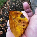 Tim Metcalfe-wood - @timmetcalfewood - Instagram