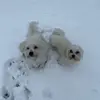 𐙚˚ 🤍 т ι м & м ι ℓ σ 🤍 𐙚˚ - @maltese_timmilo - TikTok