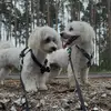 🤍🐶𝐓𝐈𝐌&𝐌𝐈𝐋𝐎!🐶🤍 - @tosiaxp - TikTok