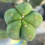 Tim Moreno - @mykomagicsgarden - Instagram
