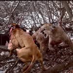 Tim Nelson - @roaring_pines_kennel - Instagram