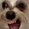 Timon - @timonoosting - TikTok