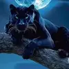 Tim🌐 Panther 🇫🇷33🌐 - @lioneltremie - TikTok