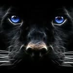 Tim Panther - @panthertim - Instagram