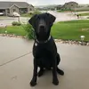 Tim Paris - @beardog2017 - TikTok