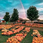 Tims Pumpkin Patch - @timspumpkinpatch - Instagram