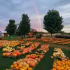Tim’s Pumpkin Patch - @timspumpkinpatch - TikTok