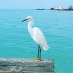 Tim Pence - @tim.pence.fish - Instagram
