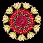 Tim Platt - @botanicaloptical - Instagram