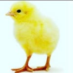 somos los pollitos 🐤 - @tim_pollito17 - Instagram