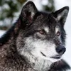 tim_prey - @tim_prey - TikTok