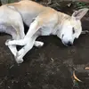 AzTim Pulvera - @aztimpulvera - TikTok