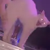 Timber - @timberlynnrainey - TikTok
