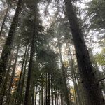 Tim Ramage - @timmytreetop - Instagram