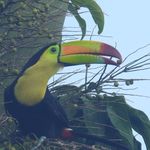 Tim Ray - @timraybirder - Instagram