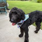 Tim Ricks - @sophiericks_the_bernedoodle - Instagram