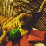 Tim Riecken - @joey_the_brindle_chihuahua - Instagram