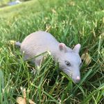Jimmy-Tim Rupert The 4th - @jimtimrupert4 - Instagram
