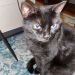 Tim Selman - @twocatsonedogandtim - Instagram