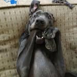 Tim Sheahan - @knucklehead337 - Instagram