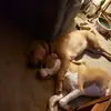 Tim Sheets - @tim.sheets2 - TikTok