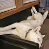 Timothy S. Sipes - @timothy.s..sipes - TikTok