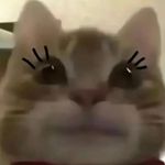 Tim Siu - @sth0918 - Instagram
