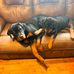 Timothy Springer - Facebook