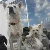 Szew - @timszewczyk6 - TikTok