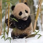 Tim Theobald - @panda.92659 - Instagram