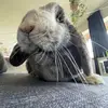 Tim & Thor - @timtimslife - TikTok