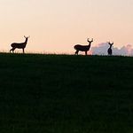 Tim Tipton - @tiptonhill - Instagram
