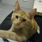 Томас Томов - @tim_tomas_tom - Instagram