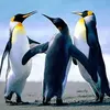 Tim Tomas - @timtomas6 - TikTok