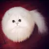 timuriasik🇷🇺 - @timuriasik_z - TikTok