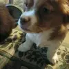 gavin - @timmyussery5 - TikTok