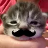 miaw - @timutzz_ - TikTok