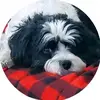 Matthew - @timecavachon - TikTok