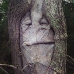 Timothy J Vachon - @thecurioushouse - Instagram