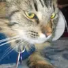 cat.com - @timvalenzuela919 - TikTok