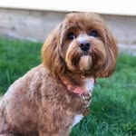 Timber Valley Puppies - @timbervalleypuppies - Instagram