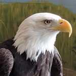 Tim Van Atta - @eaglepointedesign - Instagram