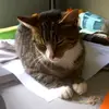 Timo Veldman - @timo_veldman - TikTok