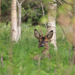 Tim Venn - @woodlandcamping - Instagram
