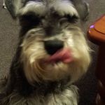 Tim Vickers - @schnauzer2000vacuumcleaners - Instagram